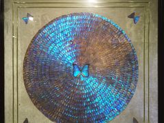 -上海昆虫博物馆