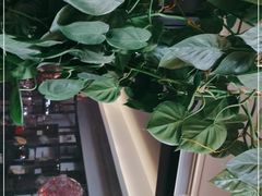 -七彩云南茶(七彩云南第壹城店)