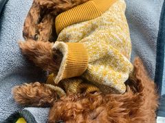 -佳怡动物医院·平价24小时·猫专科骨外科