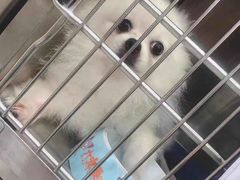 -安安宠医宠物医院·异宠·犬猫内科(岳阳分院)