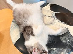 -瞄一喵猫咖(格力海岸店)