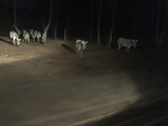 -清迈夜间动物园