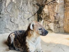 -杭州野生动物世界