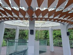 -银湖山郊野公园-相思林