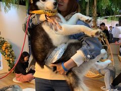 -Husky Go! 哈士奇体验馆·宠物咖啡厅狗咖