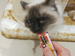 -藏猫猫咖啡主题馆(中央大道店)