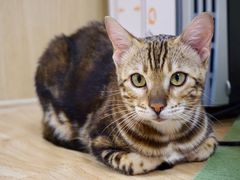 -猫和宫(六道口店)