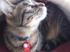 我家的喵叔-爱侣宠医·鹦鹉专科·小型哺乳类·异宠专科(灵石路店)