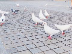 -成都南湖公园