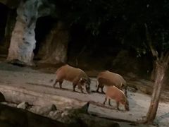 -清迈夜间动物园