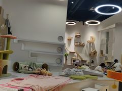 -COLOR PETS 撸猫馆·购猫·猫咖(长风大悦城店)