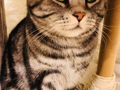 -平行世界·猫咖(首经贸店)