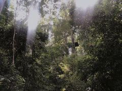 -西双版纳原始森林公园