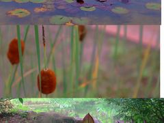 -杭州植物园