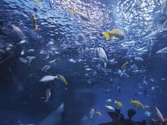 -海合安成都极地海洋公园