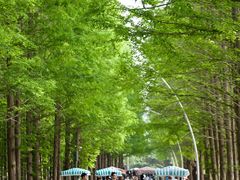 -日照海滨国家森林公园