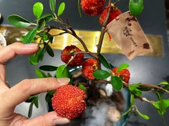 -长安大牌档之龙头酒肆(荣民龙首广场店)