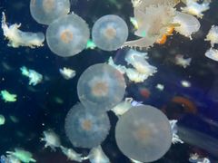 -太平洋海底世界