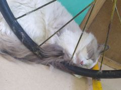 -猫在这儿猫咪咖啡馆·撸猫馆
