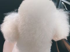 -南汇新城海滩