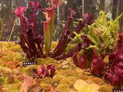 -中国科学院西双版纳热带植物园