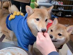 -逗柴咖啡屋·狗咖猫咖宠物桌游
