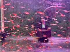 -溪岸路花鸟市场