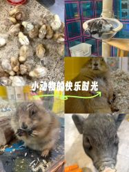 -神奇动物撸宠馆·羊驼·小浣熊·异宠(豫园店)