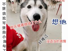 -星多哈·狗咖·拼豆·咖啡