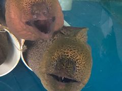 -旗鱼海番村(Orang Asli)