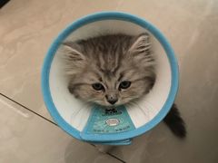 -安安宠医·臻爱宠物医院(簇锦北路分院)