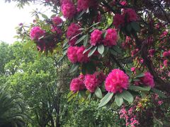 -墨尔本皇家植物园