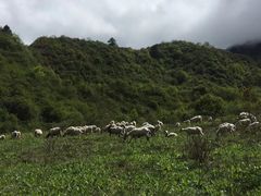 -水磨古镇