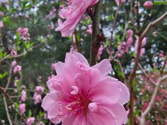 -桃花涧