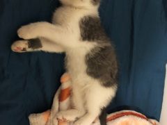-Bastet sally猫舍购宠(静安店)