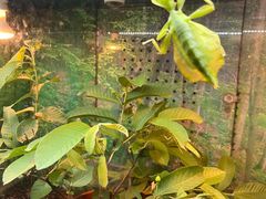 -上海大自然野生昆虫馆(东方明珠·爬宠昆虫探索中心)