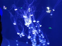 -青岛海底世界-水族馆