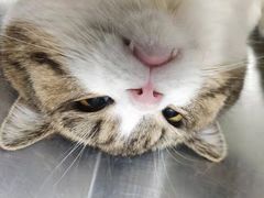 -关爱动物医院·心脏·中兽医·异宠(金牛路分院)