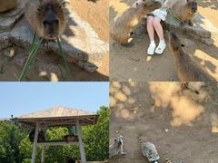 -西霞口神雕山野生动物世界