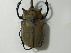 -上海昆虫博物馆