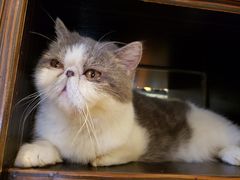 -more than meow吴止猫主题餐厅(承德 中船汇店)