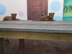 -大连森林动物园