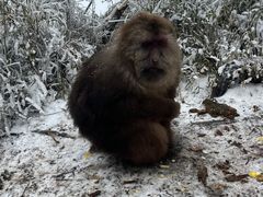-峨眉山风景名胜区
