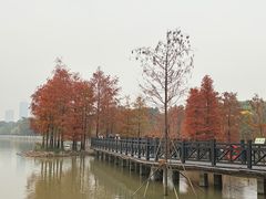 -海珠湖公园