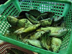 -霞海鸭仔饭店(海滨大道北店)