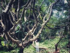 -中国科学院西双版纳热带植物园