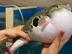 -天正河鲀·河豚亭(大连店)