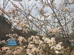 -秀丽东方
