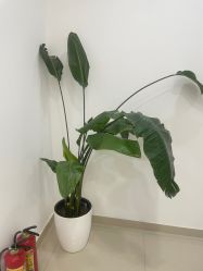 -澳尔颜选医疗美容