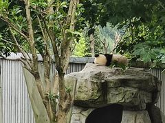 -卧龙中华大熊猫苑神树坪基地
